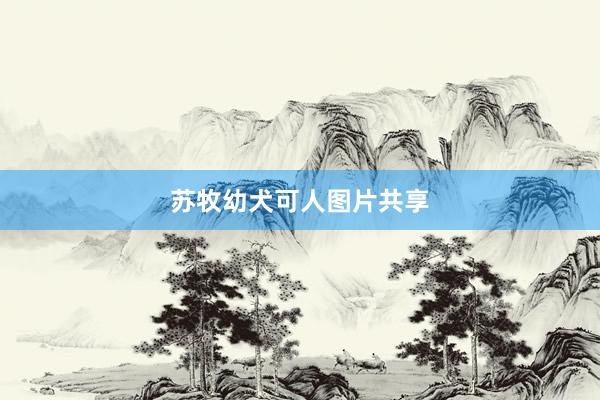 苏牧幼犬可人图片共享